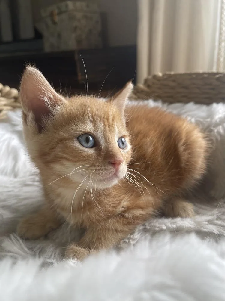 A baby small-sized male Tabby (Orange / Red) Domestic Short Hair cat named York for adoption in Virginia Beach, VA