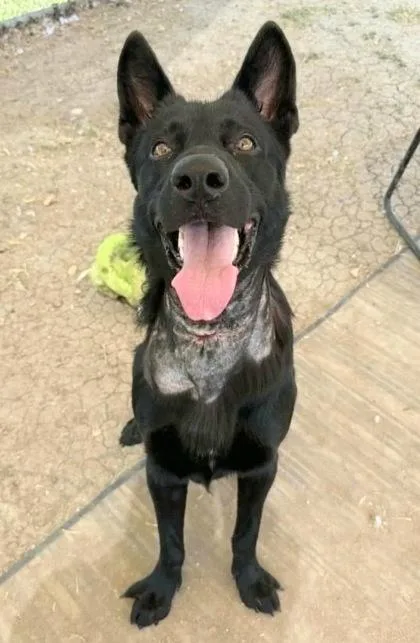 An adult large-sized male Bicolor Mixed Breed dog named Nixon for adoption in Georgetown, TX