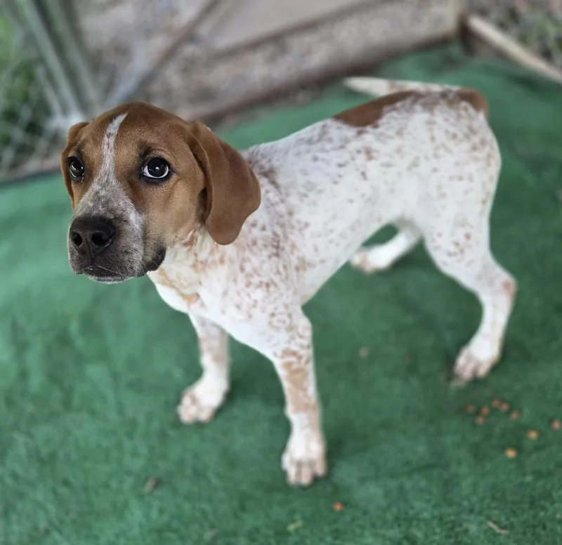 A baby medium-sized male Red / Chestnut / Orange Bluetick Coonhound dog named Dodge for adoption in Ashland, OH