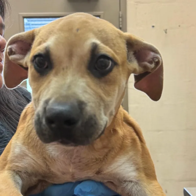 A baby small-sized male Yellow / Tan / Blond / Fawn Labrador Retriever dog named Buddy for adoption in Birmingham, AL