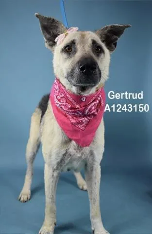 Gertrude  Urgent! Longtime