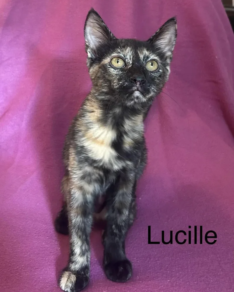 A baby medium-sized female Tortoiseshell Domestic Short Hair cat named Lucille for adoption in Herculaneum, MO