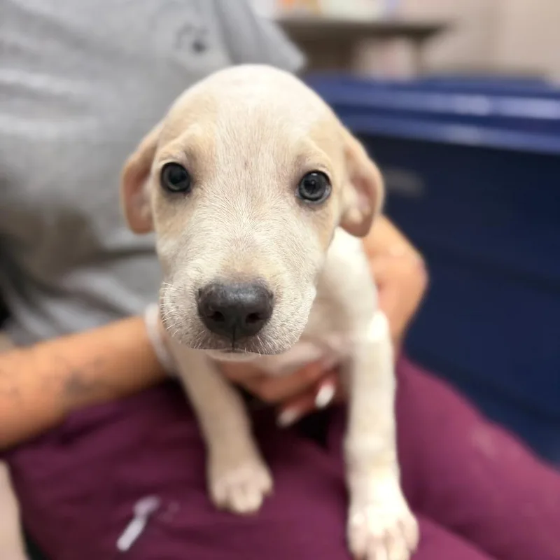 A baby small-sized male White / Cream Mixed Breed dog named Dobby for adoption in Ardmore, OK