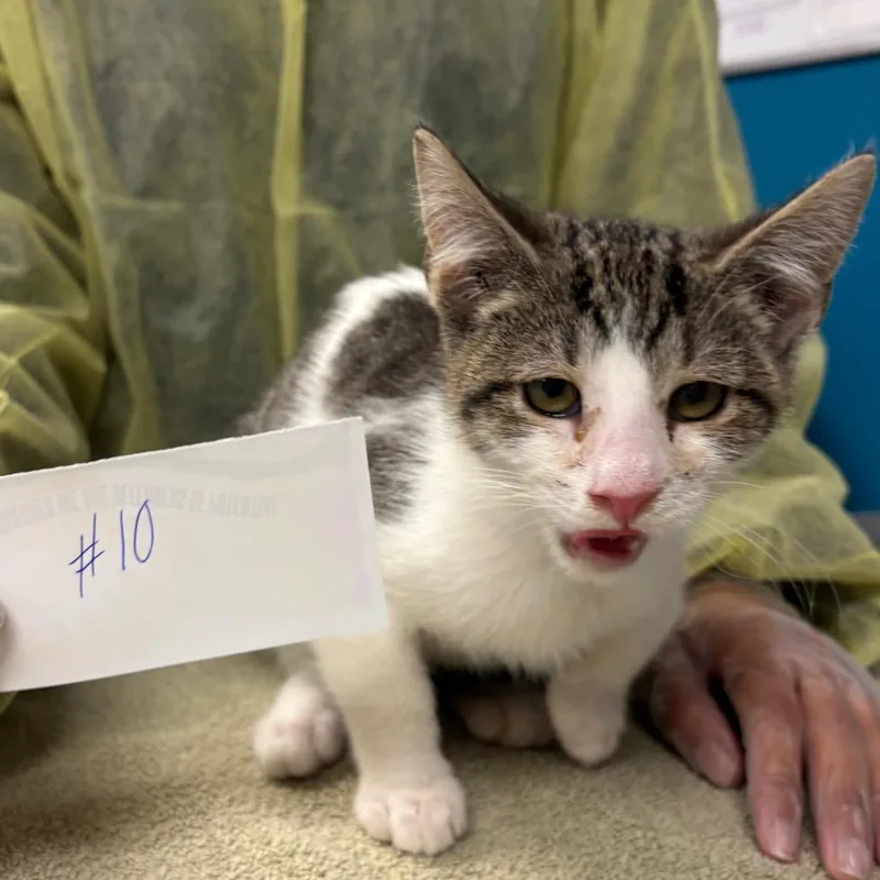 A young small-sized male Brown / Chocolate Domestic Short Hair cat named Dobby for adoption in Vineland, NJ