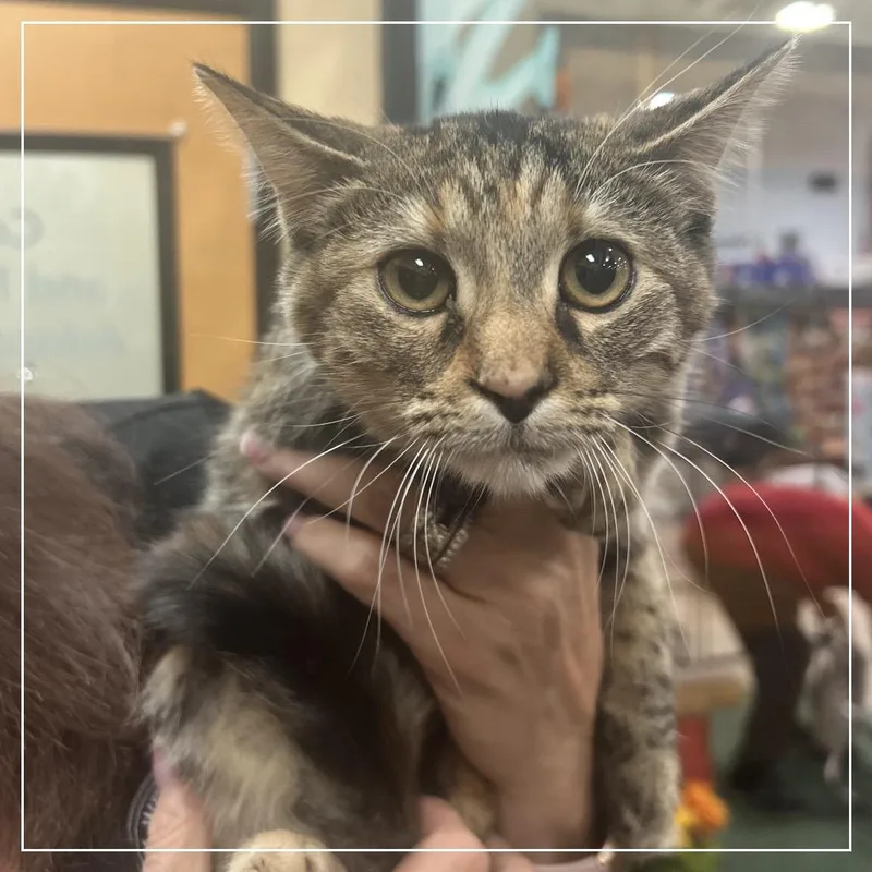 A baby small-sized female Brown / Chocolate Domestic Short Hair cat named Patches for adoption in Midland, TX