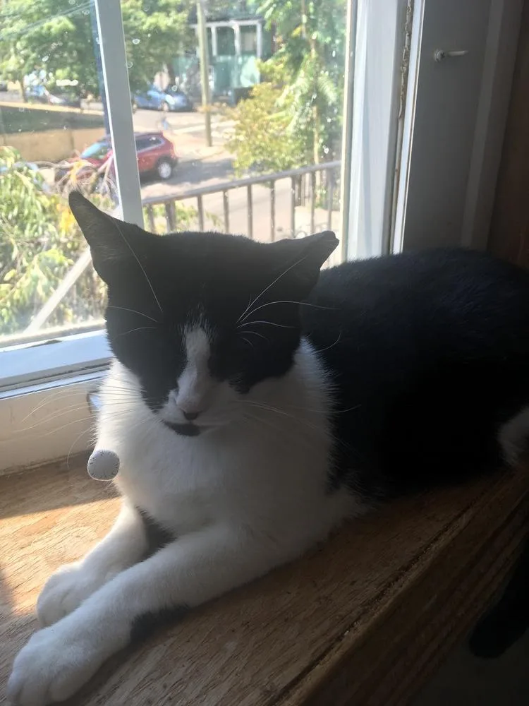 An adult medium-sized female Black & White / Tuxedo Domestic Short Hair cat named Merlot for adoption in Jersey City, NJ