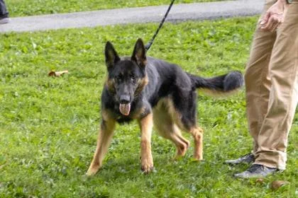 An adult large-sized male Mixed Breed dog named Bells for adoption in West Chester, PA