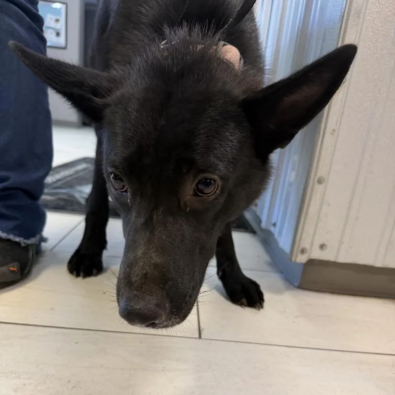 An adult large-sized female Shepherd dog named Chatterley for adoption in Lufkin, TX