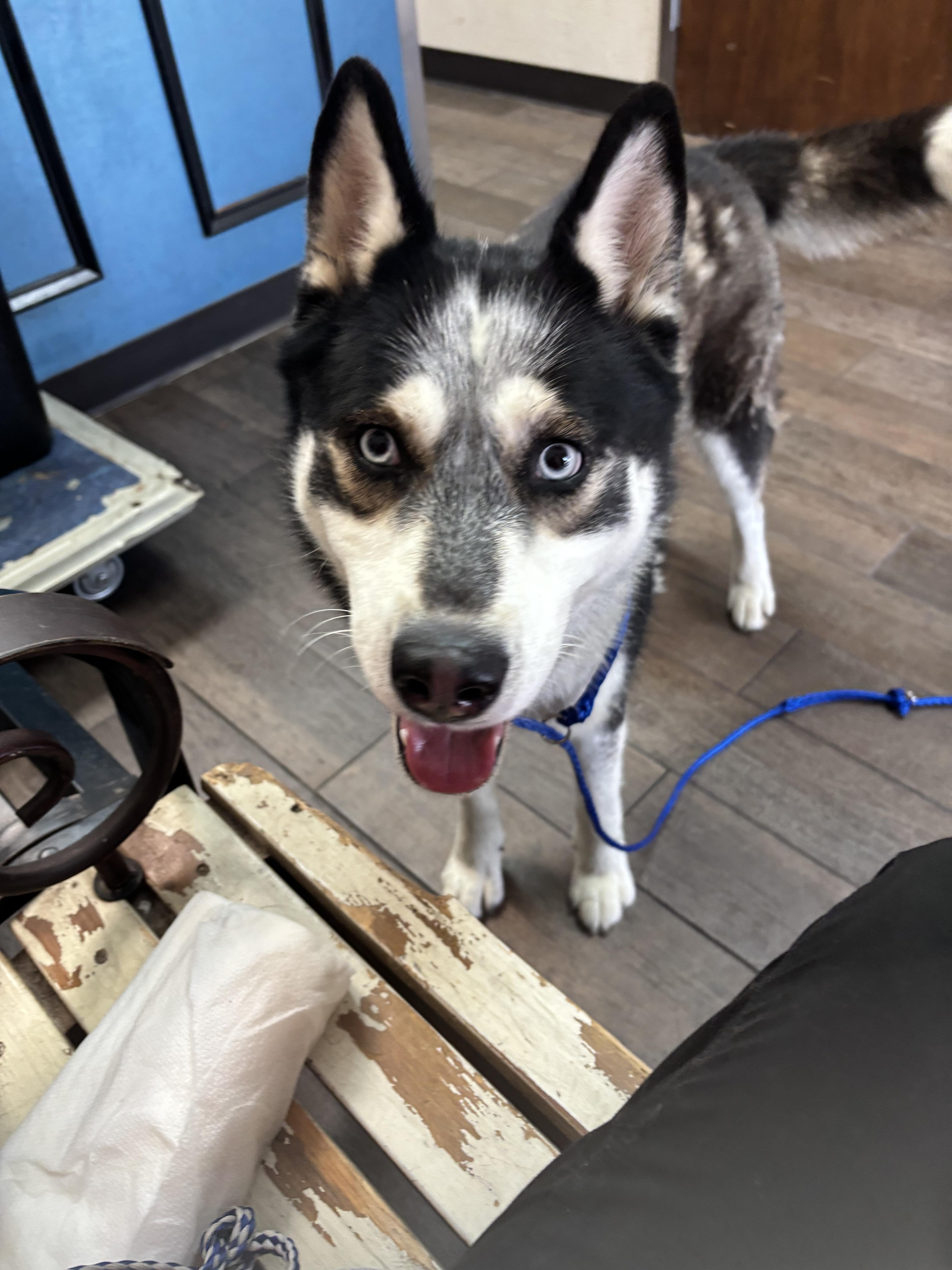 A young medium-sized female Siberian Husky dog named Keisha for adoption in Haslet, TX