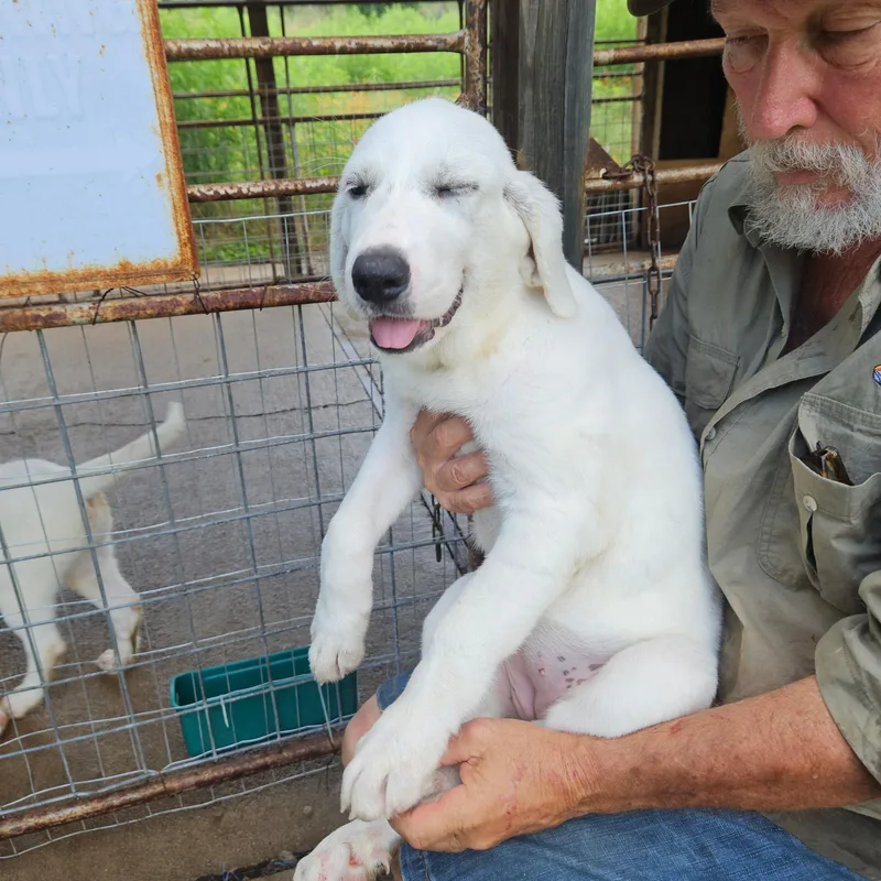 A baby large-sized female Akbash dog named Mia Grace Atx for adoption in Quinlan, TX