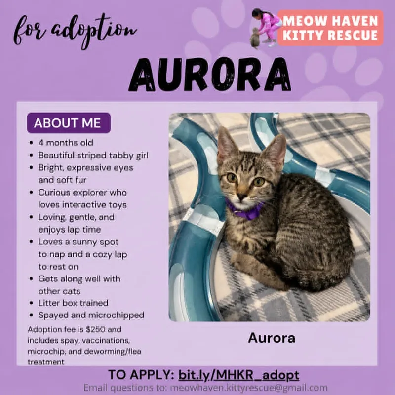 A baby small-sized female Tabby (Gray / Blue / Silver) American Shorthair cat named Aurora for adoption in San Jose, CA