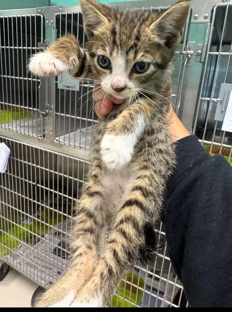 A baby medium-sized male Domestic Short Hair cat named Nacho for adoption in Belton, TX