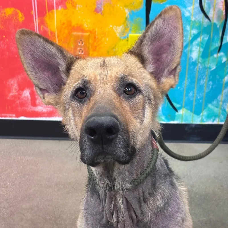 An adult large-sized female Mixed Breed dog named YORKStray for adoption in York, PA