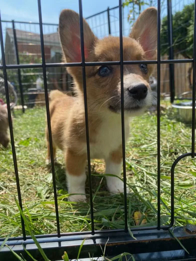 Quinn
