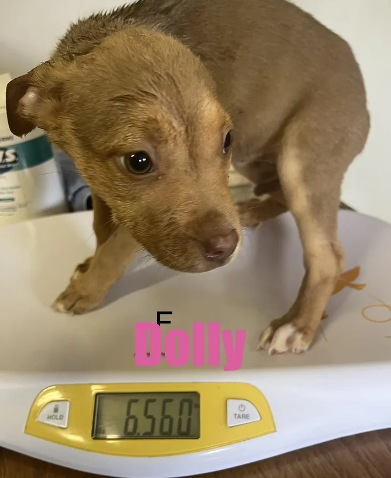 A baby medium-sized female White / Cream Pit Bull Terrier dog named Dolly for adoption in Irwin, PA