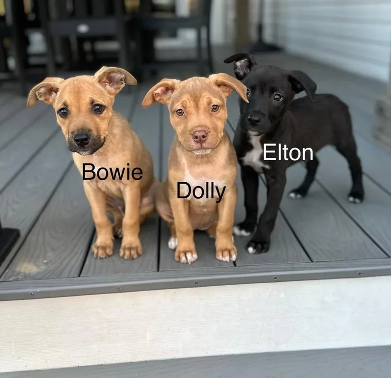Dolly thumbnail 2