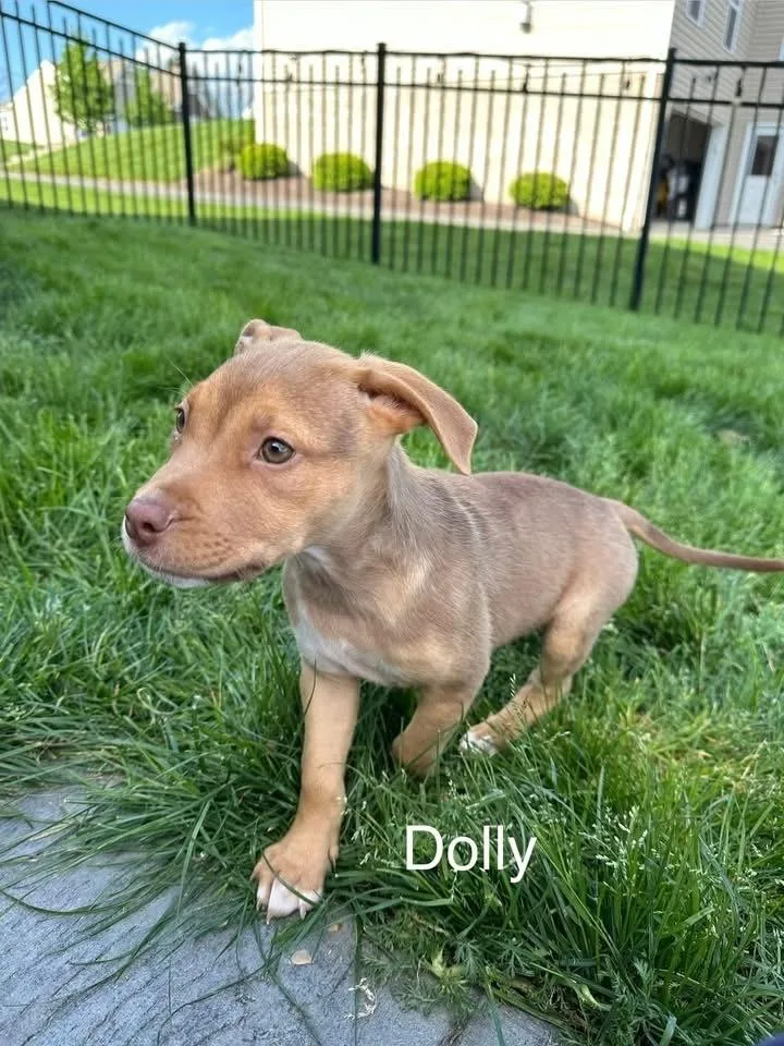 Dolly thumbnail 3