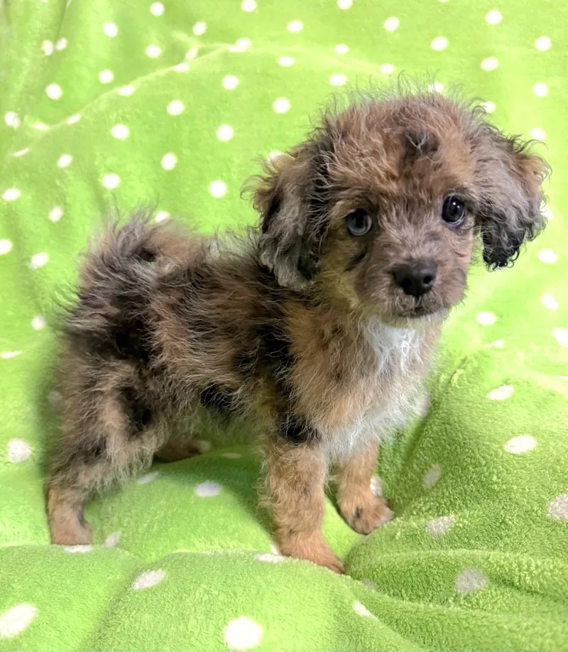 A baby small-sized female Maltese dog named Toni for adoption in Novi, MI