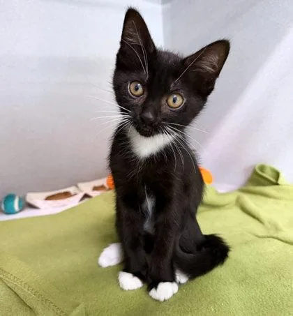 A baby small-sized female Domestic Short Hair cat named Ms. Socks for adoption in Sacramento, CA