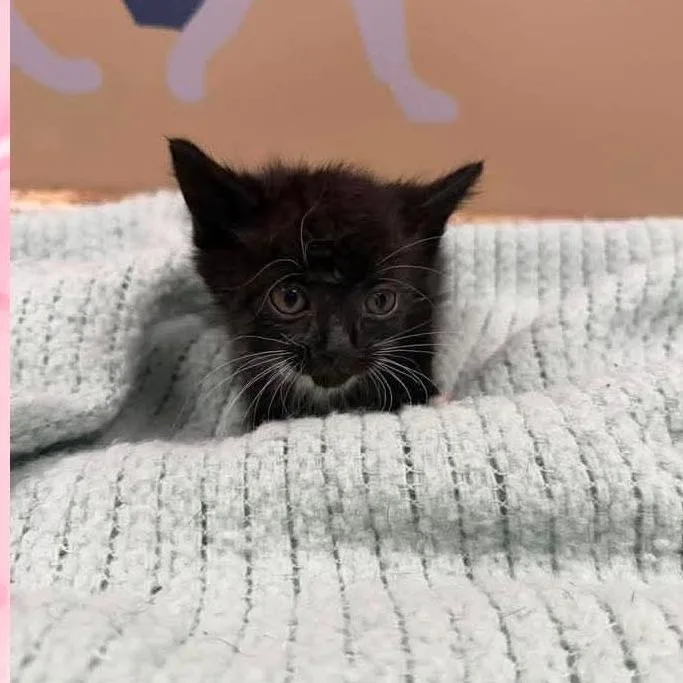 A baby small-sized male Black Domestic Short Hair cat named Smokey In Parsonsburg  for adoption in Alexandria, VA