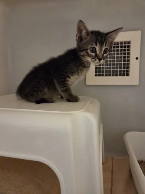 A baby small-sized male Domestic Short Hair cat named Viserys for adoption in Statesville, NC