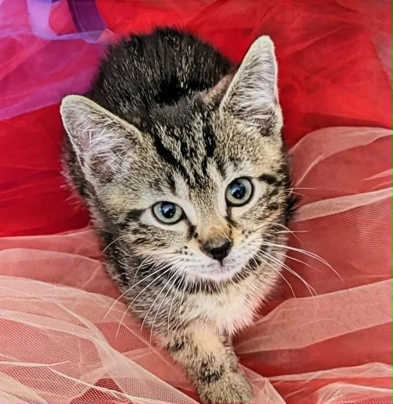 A baby medium-sized female Domestic Short Hair cat named Rumor for adoption in Chesapeake Beach, MD