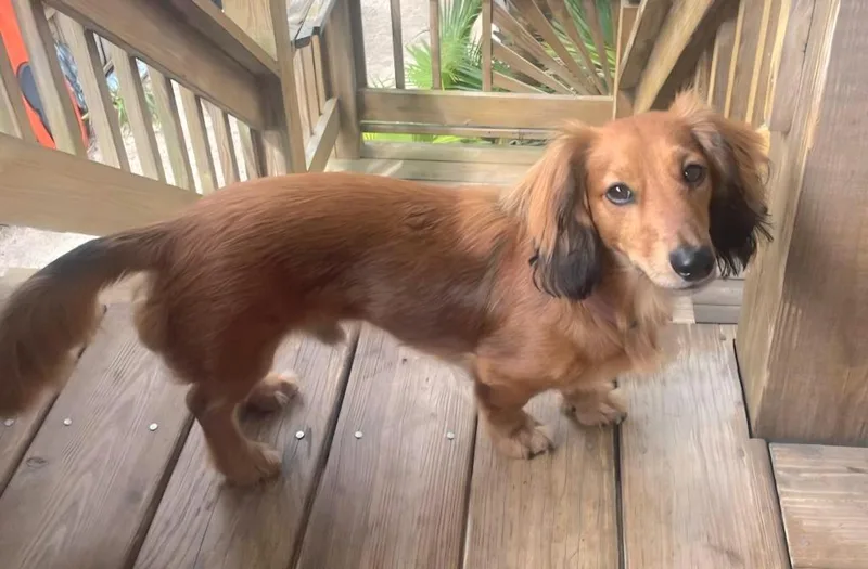 An adult small-sized male Dachshund dog named Oscar for adoption in St. Augustine, FL