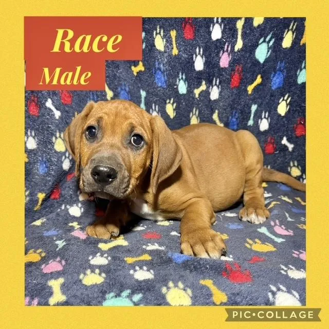 A baby medium-sized male Hound dog named Race for adoption in Manchester, CT