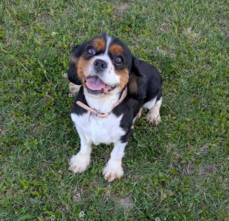 An adult small-sized female Cavalier King Charles Spaniel dog named Elsie for adoption in Matthews, NC