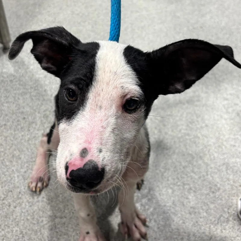 A baby medium-sized female Black Terrier dog named Berry for adoption in Tampa, FL