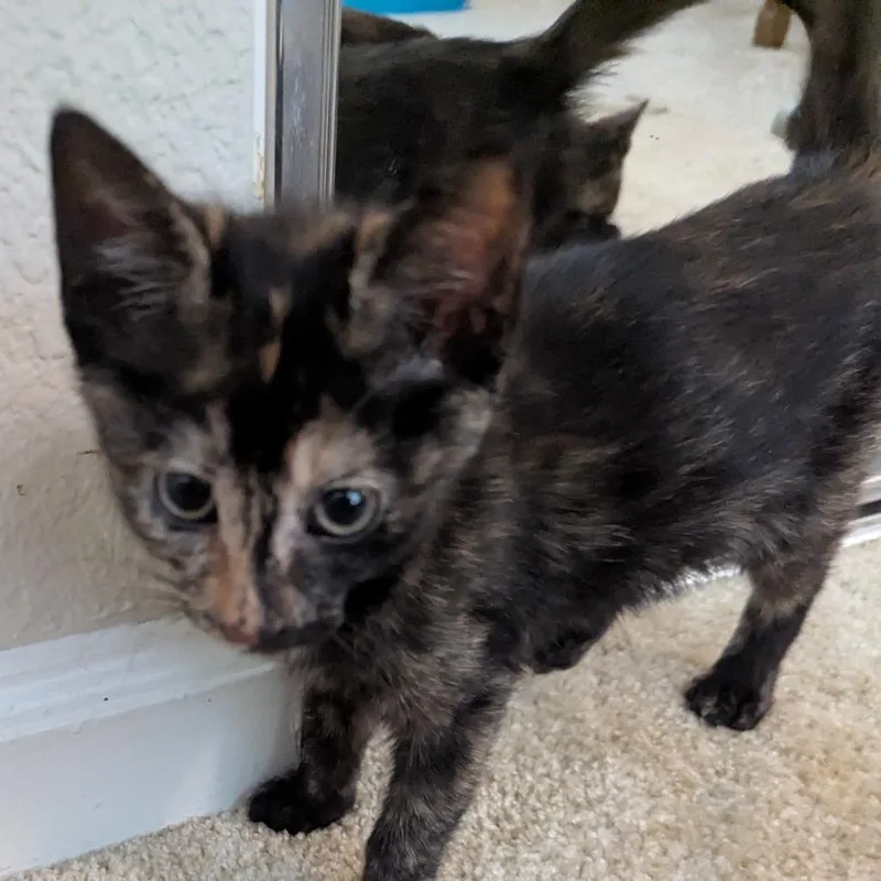 A baby small-sized female Tortoiseshell Domestic Short Hair cat named Tamale for adoption in Sunnyvale, CA
