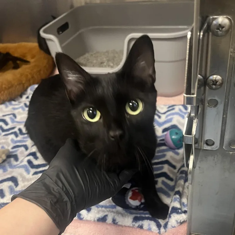 An adult medium-sized female Black Domestic Short Hair cat named Sparkle for adoption in Hinsdale, IL