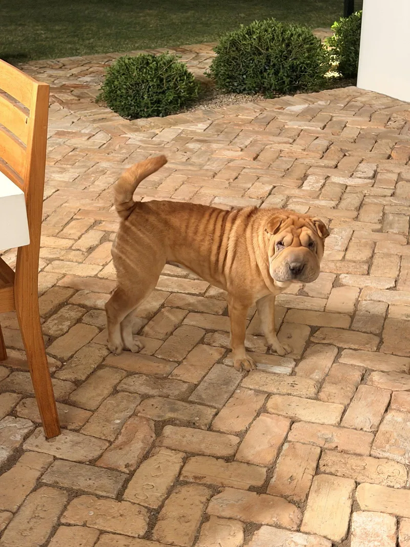 An adult medium-sized female Shar-Pei dog named Henrietta for adoption in Lake Forest, CA
