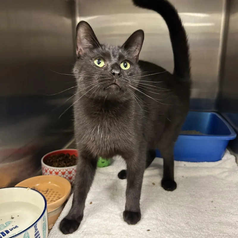An adult medium-sized male Black Domestic Short Hair cat named Pothole for adoption in La Grange Park, IL