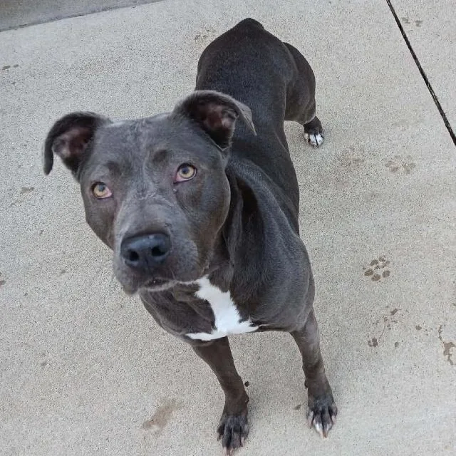 Bette Davis thumbnail 2