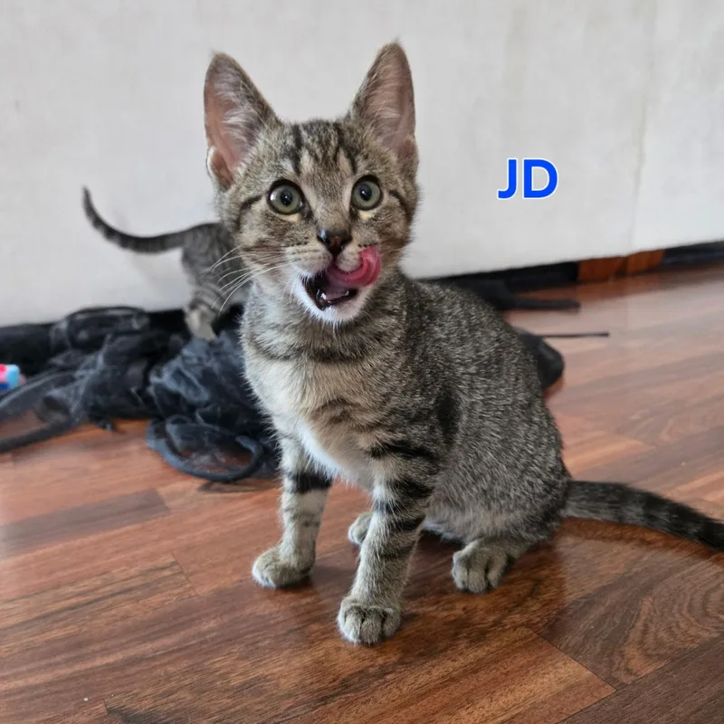 A young medium-sized male Tabby (Brown / Chocolate) Domestic Short Hair cat named Jd for adoption in DICKSON, TN