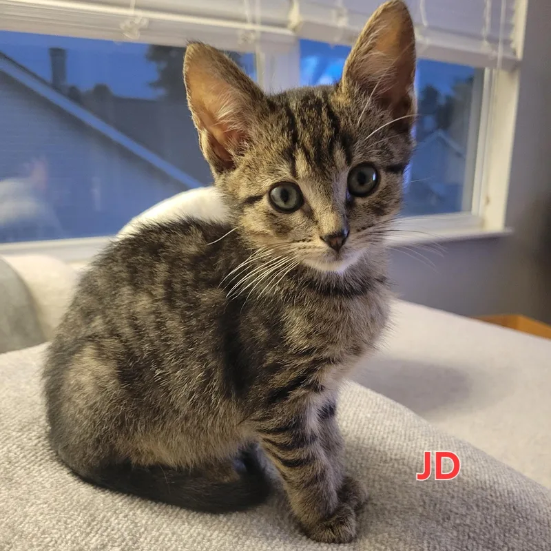 Jd thumbnail 4