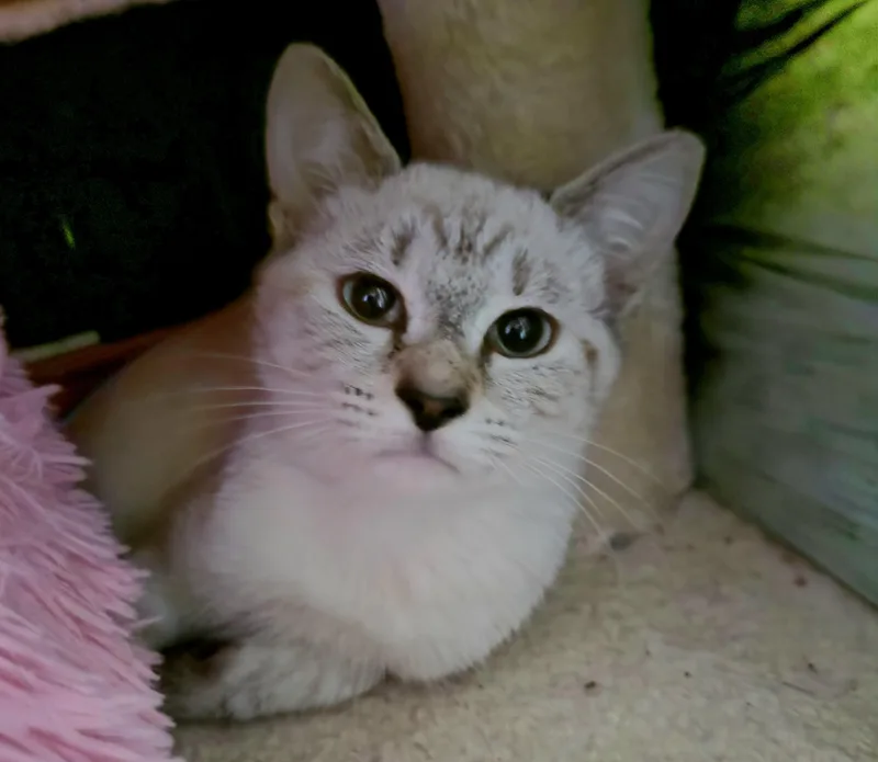 A baby small-sized female Siamese cat named CleoCATra for adoption in Richmond, VA