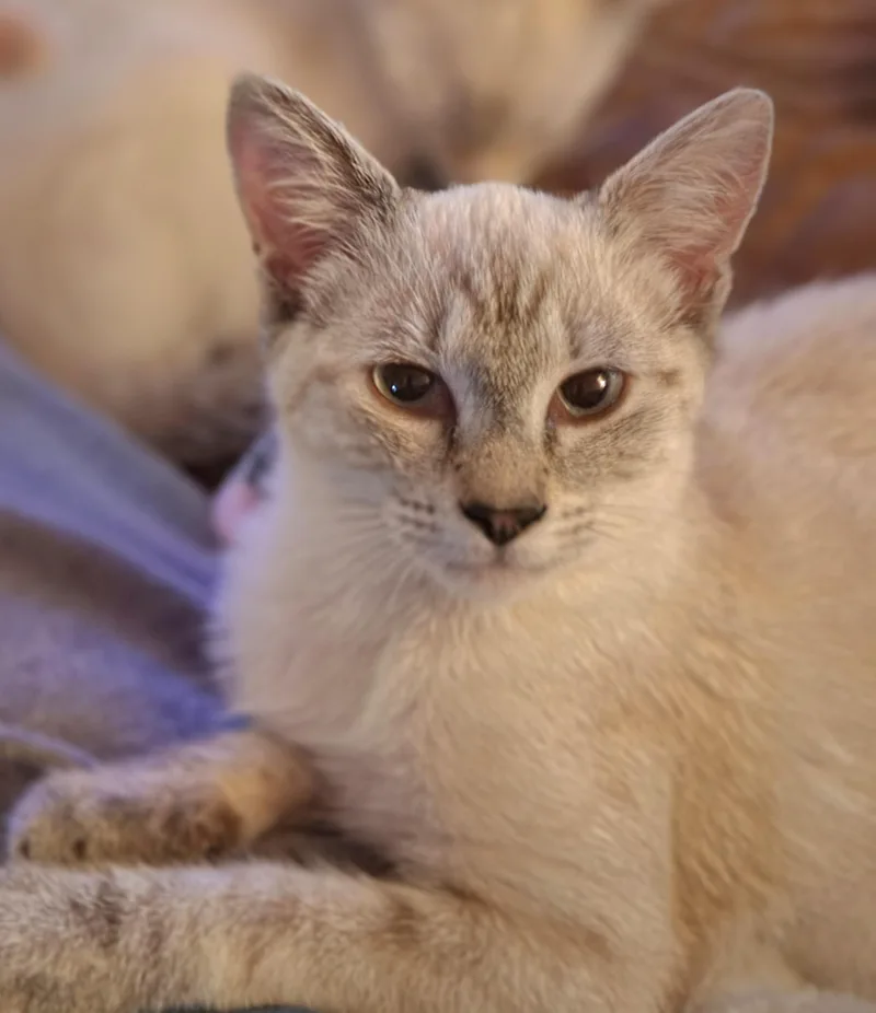 CleoCATra thumbnail 3