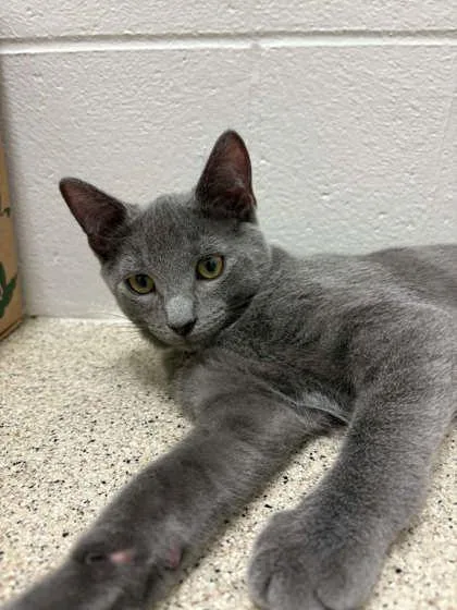 A baby small-sized male Gray / Blue / Silver Domestic Short Hair cat named Oz for adoption in Harbor Springs, MI