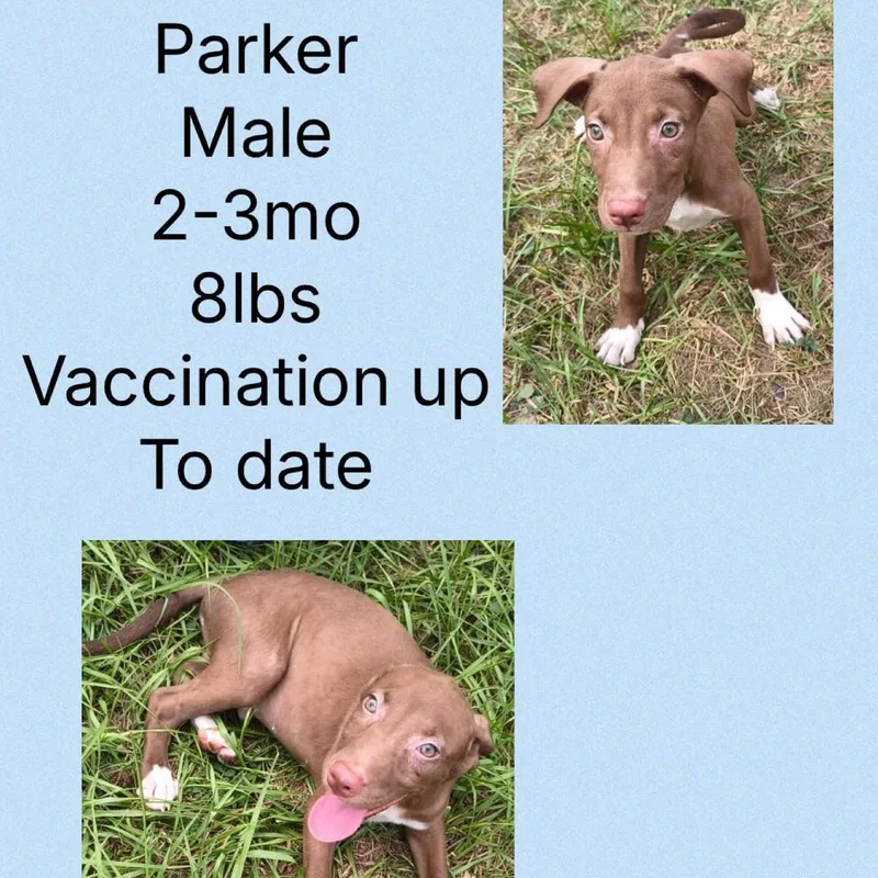 Parker thumbnail 3