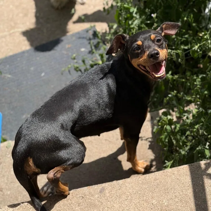 An adult small-sized female Black Chihuahua dog named Sparky for adoption in Fort Smith, AR
