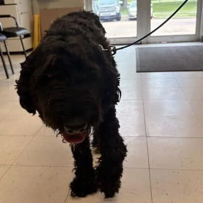 An adult large-sized female Black Mixed Breed dog named Georga for adoption in Davenport, IA