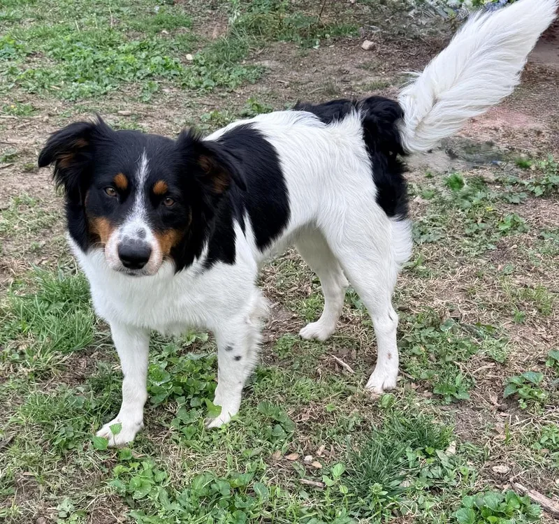 Jet