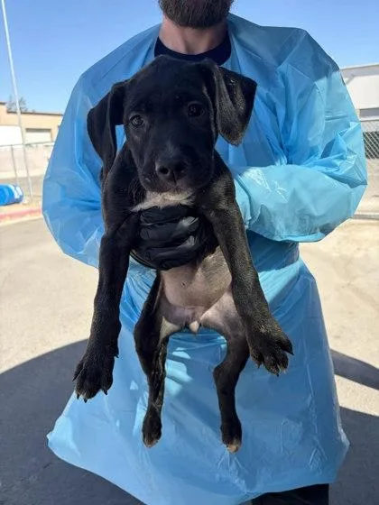 A baby small-sized female Labrador Retriever dog named Rally for adoption in Fresno, CA