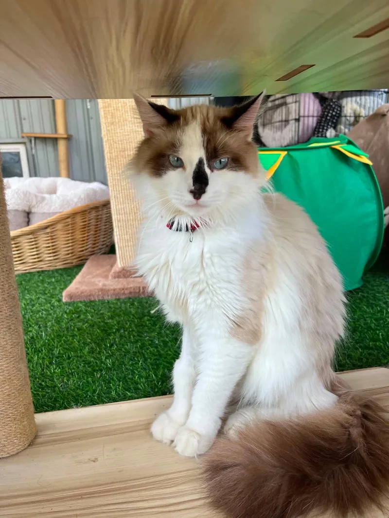 An adult medium-sized male Domestic Medium Hair cat named Lennon for adoption in Warren, OH