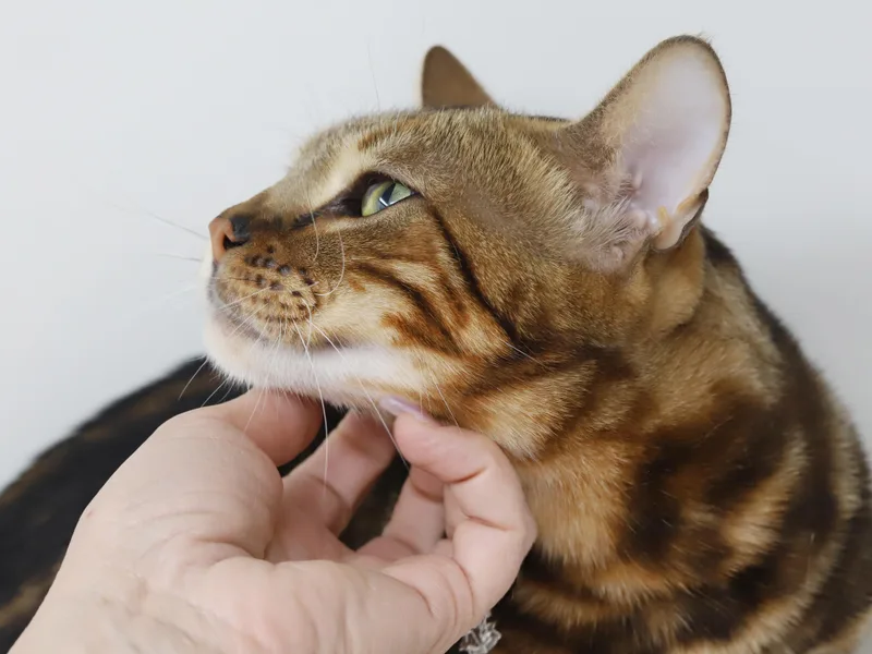 Zeus and Casper  thumbnail 3