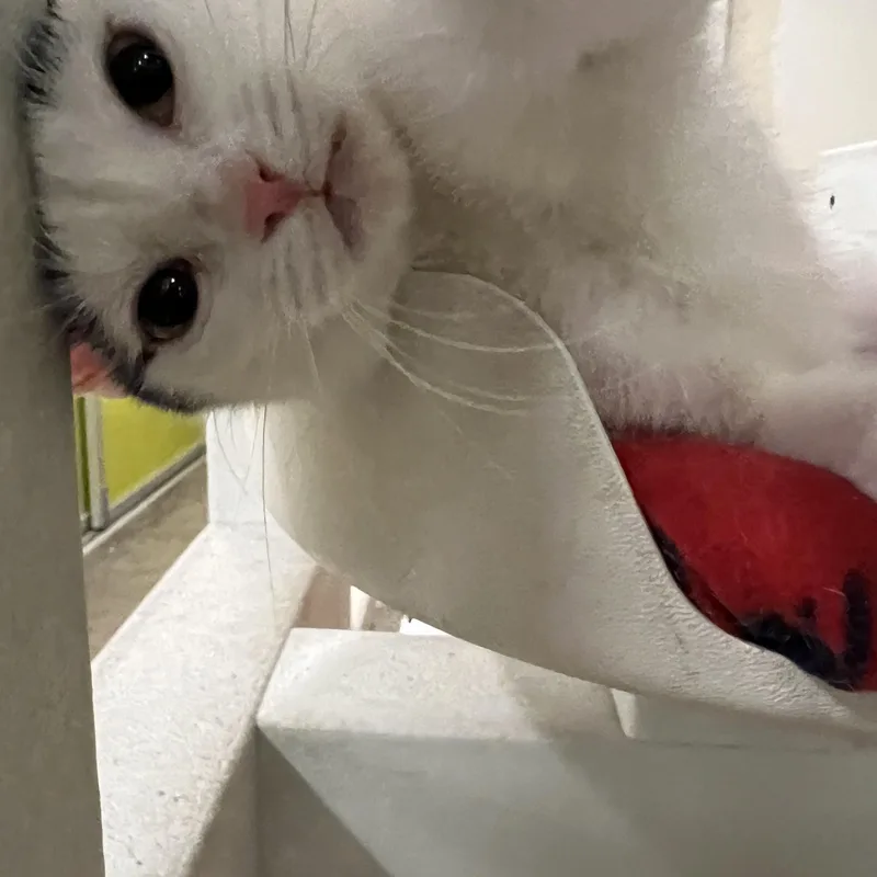A young small-sized female White Domestic Short Hair cat named Ginny for adoption in Orange, CA
