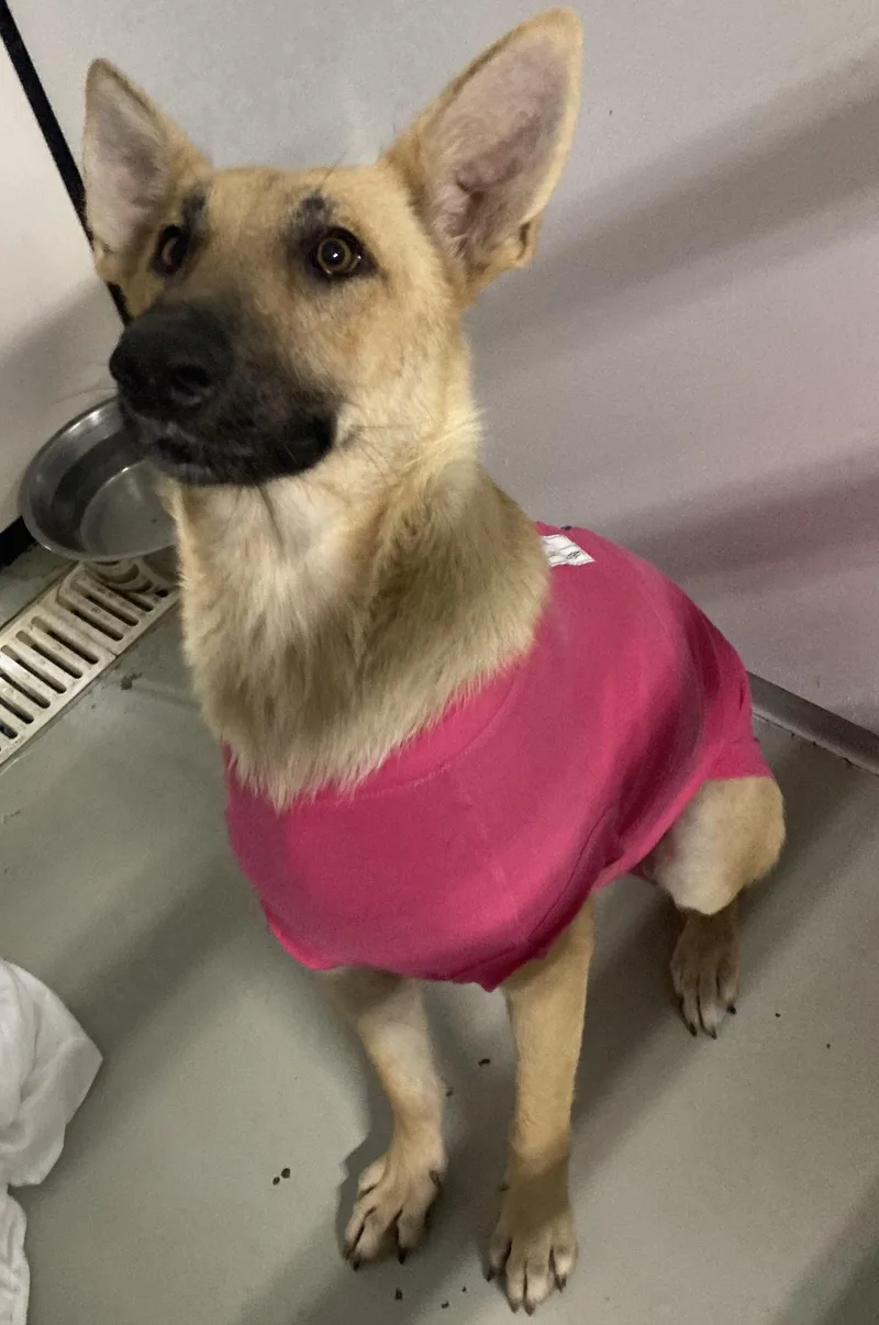 An adult medium-sized female Yellow / Tan / Blond / Fawn German Shepherd Dog dog named Freya for adoption in Manning, SC