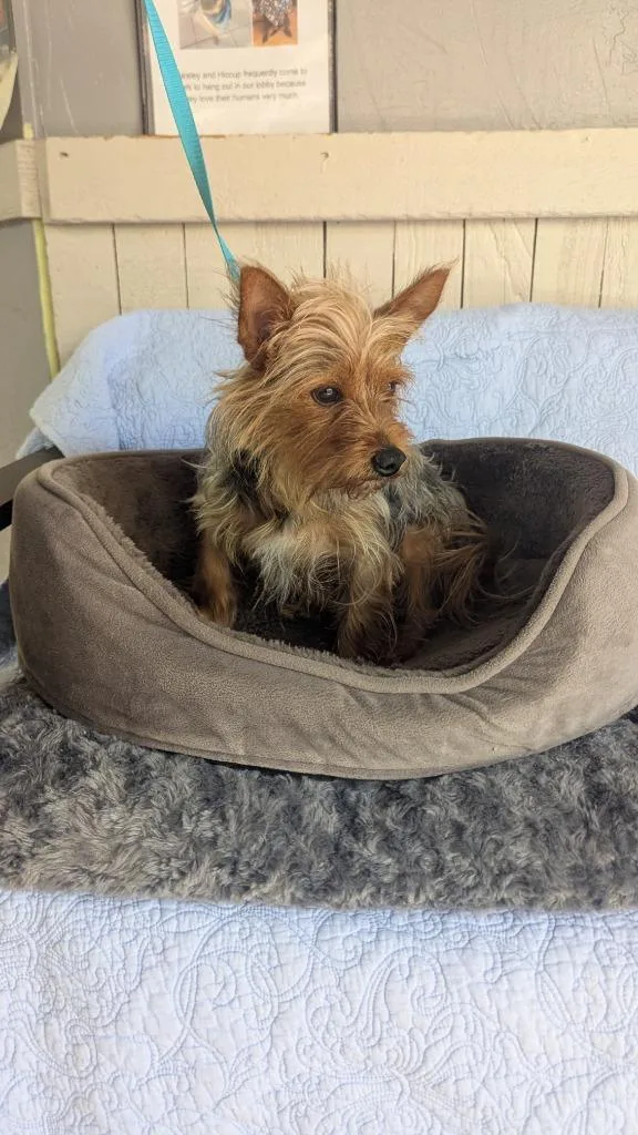 A young small-sized female Yorkshire Terrier dog named Star for adoption in Fort Worth, TX